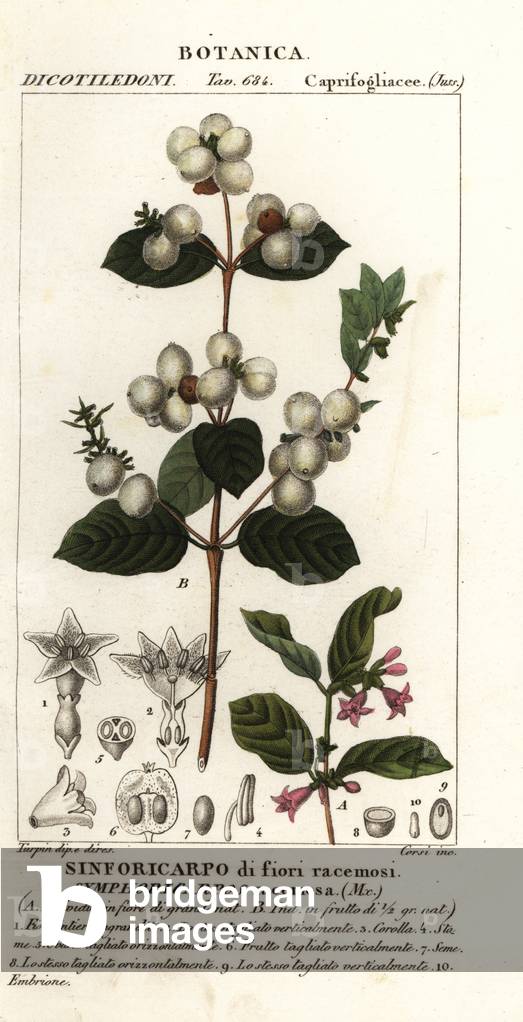 Snowberry, Symphoria racemosa