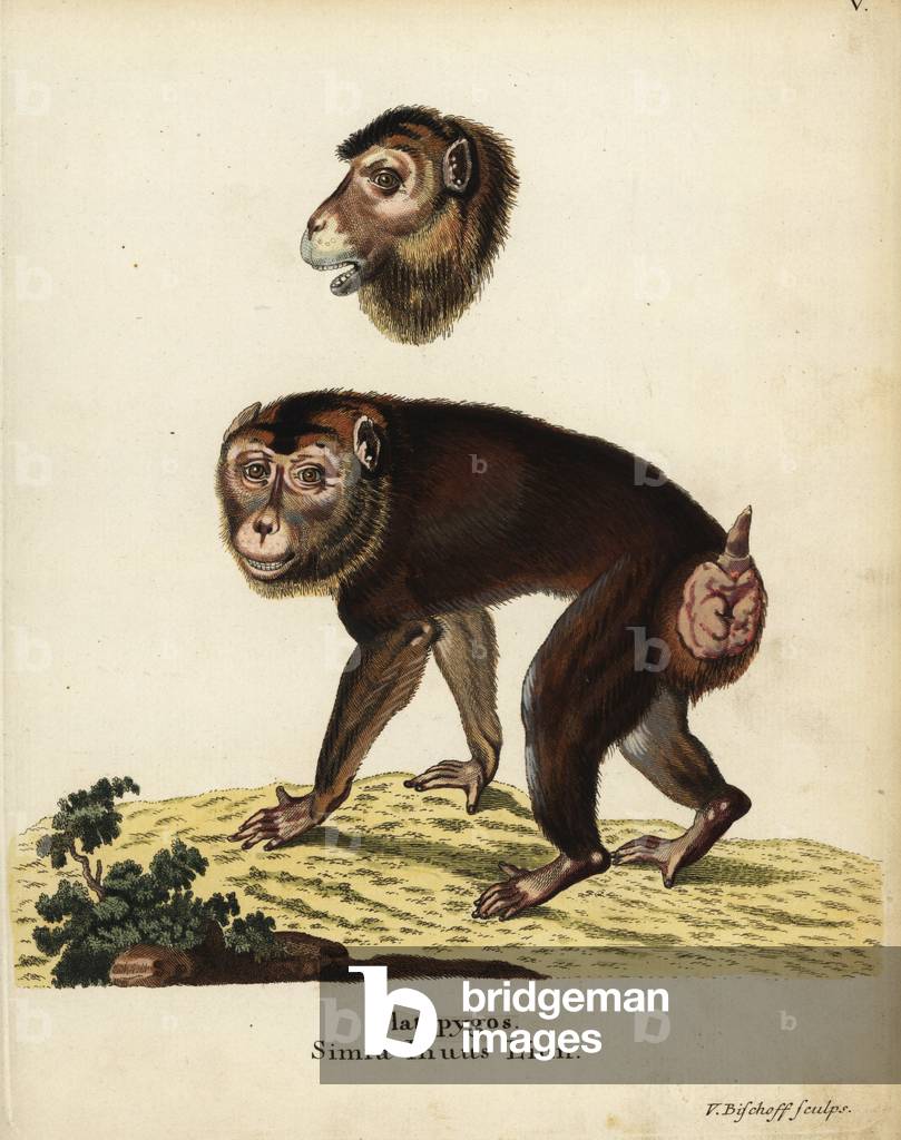 Southern pigtailed macaque, Macaca nemestrina. Vulnerable. Macaca platypygos. Simia inuus Linn. Handcoloured copperplate engraving by Valentin Bischoff from Johann Christian Daniel Schreber's Animal Illustrations after Nature, or Schreber's Fantastic Animals, Erlangen, Germany, 1775.