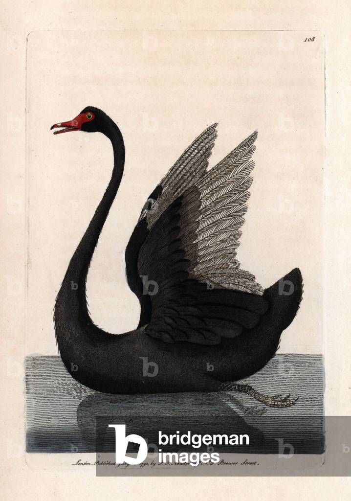 Black swan. Copper engraving by Frederick Polydor Nodder (1751-1801), for the naturalist collection, published in 1792 by George Shaw.
