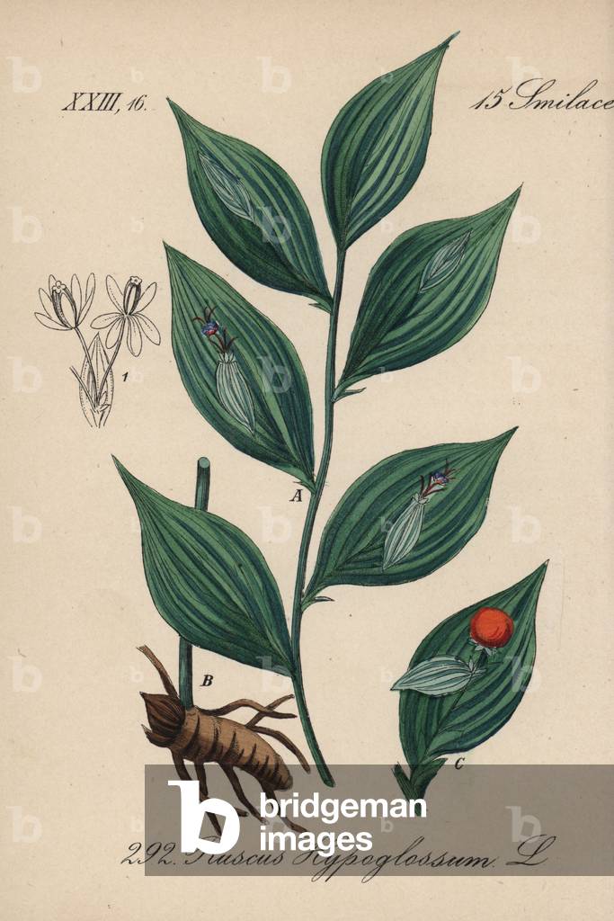 Frgon - Mouse thorn, Ruscus hypoglossum. Handcoloured lithograph from Diederich von Schlechtendal's German Flora (Flora von Deutschland), Jena, 1871.