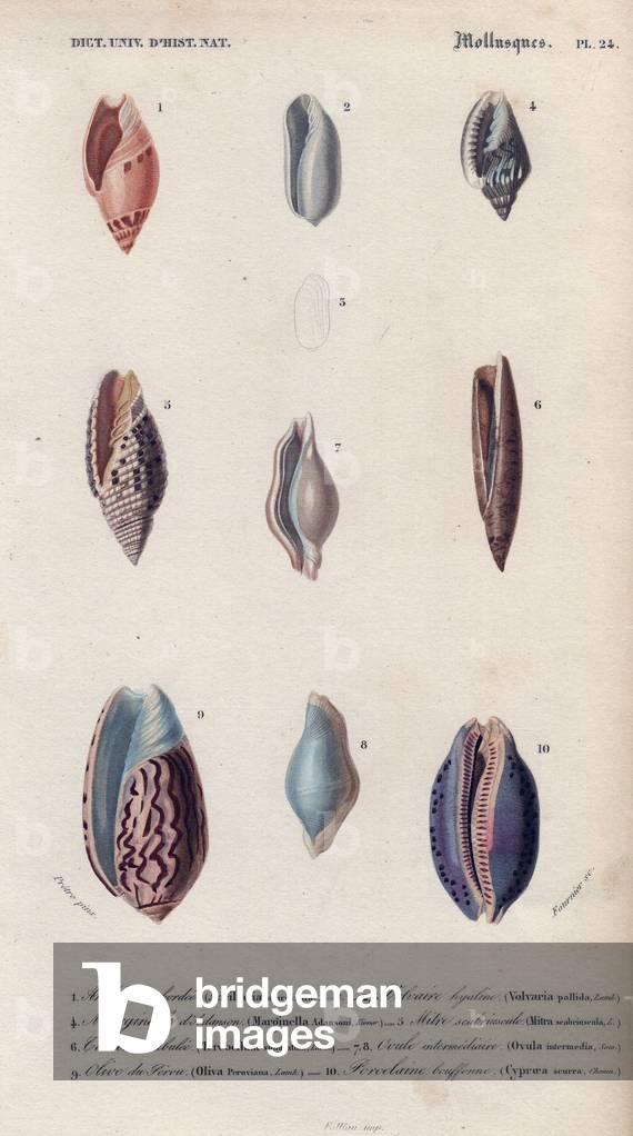 Decorative arrangement of nine colorful shells. Decorative arrangement of nine colorful shells including the cowrie, mitra, Peruvian olive and terebellum.Ancillary bordee: Ancillaria marginata, Volvaire hyaline: Volvaria pallida, Marginelle diatanson: Marginella Adansoni,