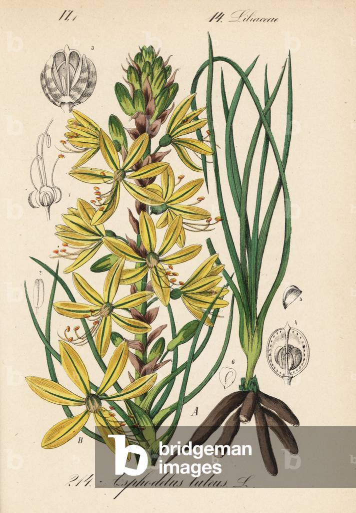 Asphodeline jaune ou baton de Jacob - King's spear or yellow asphodel, Asphodeline lutea (Asphodelus luteus) - Handcoloured lithograph from Diederich von Schlechtendal's German Flora (Flora von Deutschland), Jena, 1871