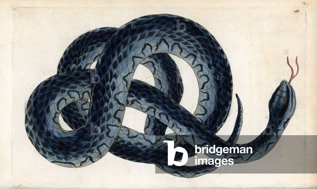Band Watersnake (Nerodia Fasciata). Signed illustration S (George Shaw). Copper engraving for the naturalist collection, published in 1796 by Frederick Nodder (1751-1801) and George Shaw. Southern water snake, Nerodia fasciata. Illustration signed S (George Shaw). Handcolored copperplate engraving from George Shaw and Frederick Nodder's “” The Naturalist's Miscellany””” 1796.