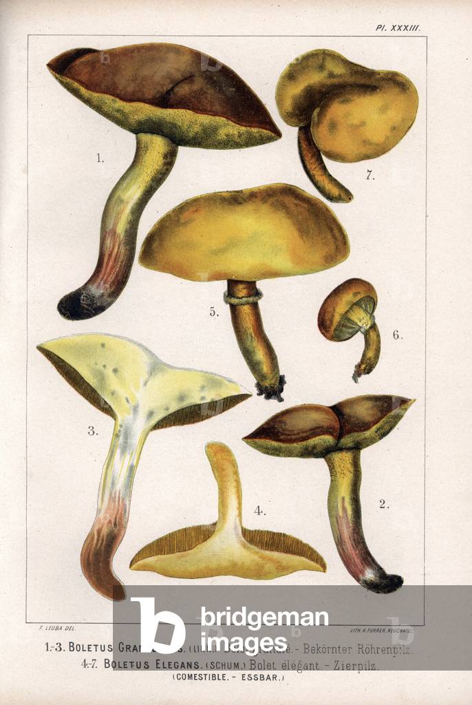 Boletus granule (Boletus granulatus) and Bolet elegant (Boletus elegans) edible. Chromolithography of C.Krause, based on an illustration by Fritz Leuba (1848-1910), in Les champignons edibles et les especes veneneuses with which they could be confused, published by Delachaux and Niestle, in Neuchatel, Switzerland, in 1890.