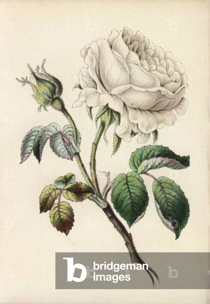 Double white rose, Rosa alba, from Robert Tyas' “” Queen of Flowers, or Memoirs of the Rose,”” London, 1840. Unsigned handcoloured lithograph, but probably by James Andrews. Little is known about the artist James Andrews (1801 ~ 1876) apart from his work. This gifted artist taught flower-painting to young ladies and published a treatise “” Lessons in Flower Painting”” in 1835. Blunt calls him “” an illustrator of sentimental flower books,””” but admits that he was “” very talented.”” His signature JA can be found in many botanical gift books for publisher Robert Tyas from “” The Sentiment of Flowers”” (1836) to “” Flowers from Foreign Lands”” (1853).