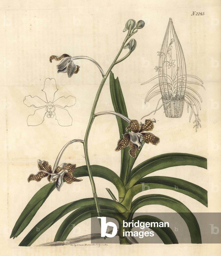 Latte-like paterned flower vanda, Vanda tessellata (Chequer-flowered vanda, Vanda roxburghii). Handcoloured copperplate engraving for Samuel Curtis' continuation of William Curtis' Botanical Magazine, London, 1822.