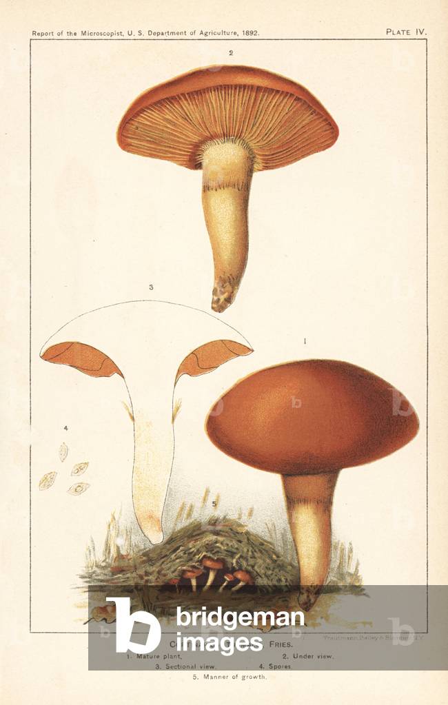 Webcap mushroom, Cortinarius turmalis. Chromolithograph by Trautmann, Bailey and Blainpey from the Report of the Microscopist.