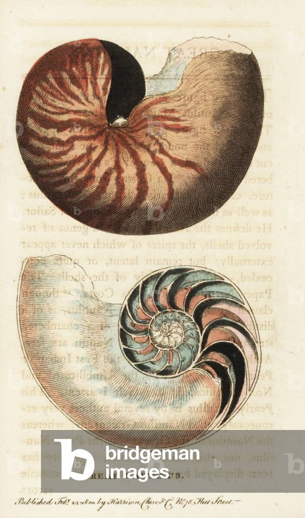 Chambered or great nautilus shell, Nautilus pompilius. Illustration copied from Georg Knorr. Handcoloured copperplate engraving from “” The Naturalist's Pocket Magazine,”” Harrison, London, 1800.