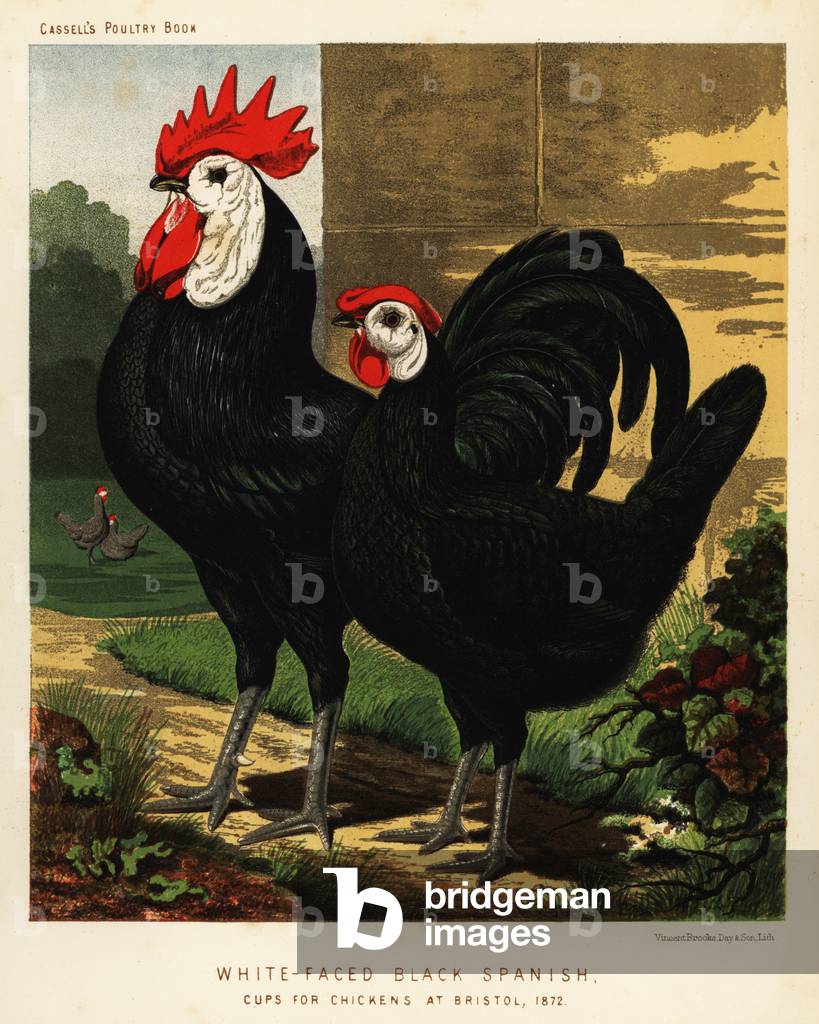 White-faced black Spanish, 1890 (chromolithograph)