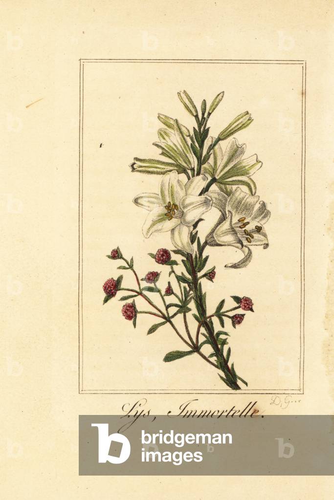 Lily and red everlasting, Lys et immortelle, Lilium candidum and Helichrysum sanguineum