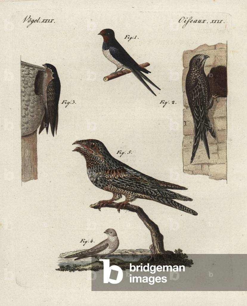 Barn swallow, Hirundo rustica 1, swift, Apus apus 2, house martin, Delichon urbicum, 3, sand martin, Riparia riparia 4, and nightjar, Caprimulgus europaeus 5. Handcoloured copperplate engraving from Bertuch's “” Bilderbuch fur Kinder”” (Picture Book for Children), Weimar, 1798. Friedrich Johann Bertuch (1747-1822) was a German publisher and man of arts most famous for his 12-volume encyclopedia for children illustrated with 1,200 engraved plates on natural history, science, costume, mythology, etc., published from 1790-1830.