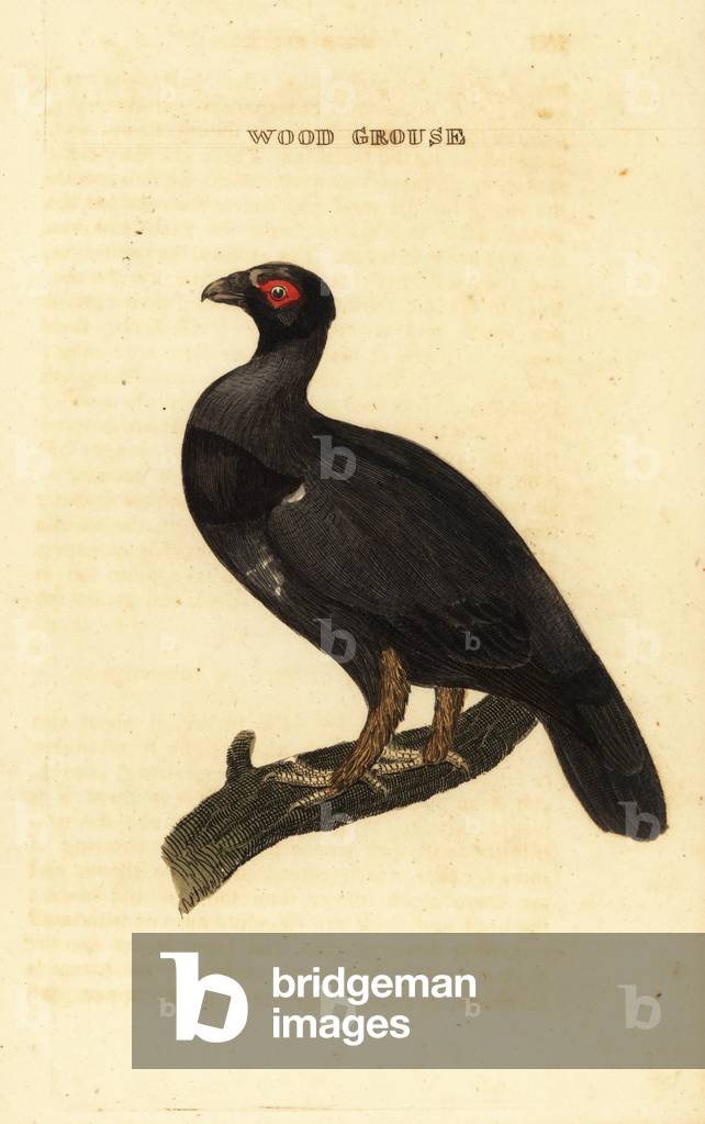 Wood grouse, Tetrao urogallus