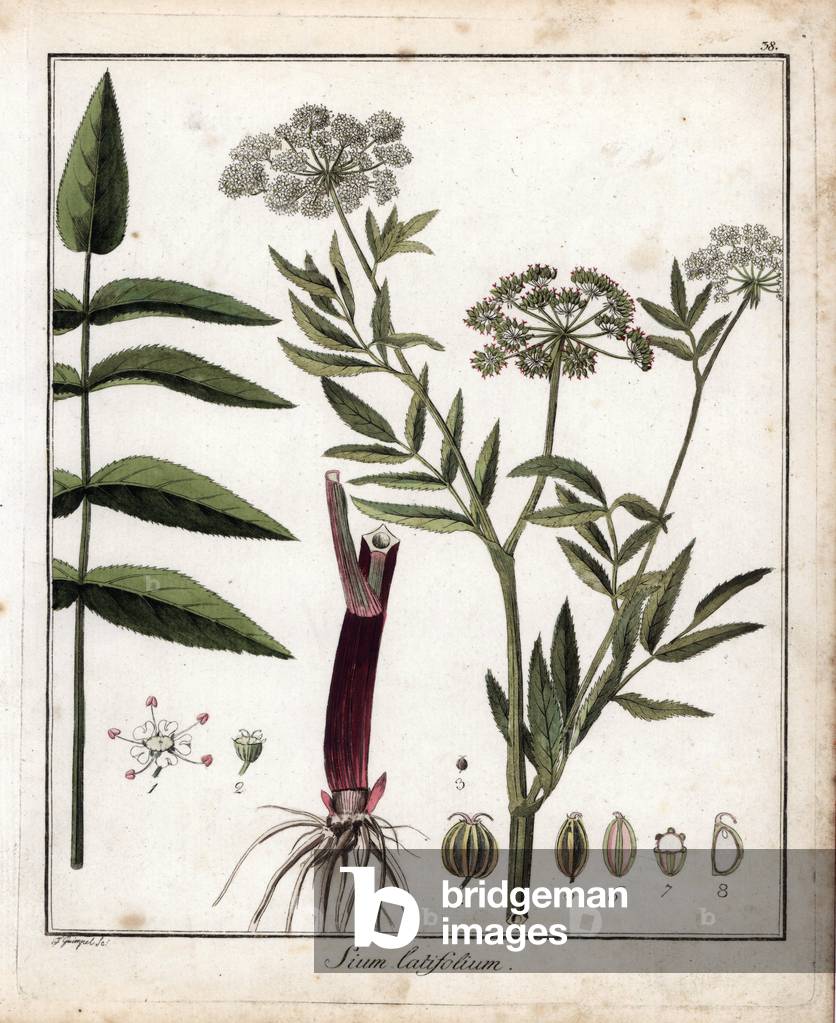 Large-leaf berle - Lithograph by F. Guimpel, extracted from medical botanical by Friedrich Gottlob Haynes (1763-1832), Berlin, 1822 - Greater water parsnip, Sium latifolium - Handcoloured copperplate by F. Guimpel from Dr. F. G. Hayne's Medical Botany, Berlin, 1822