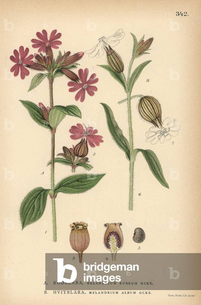 Red campion, Silene dioica, and white campion, Silene alba