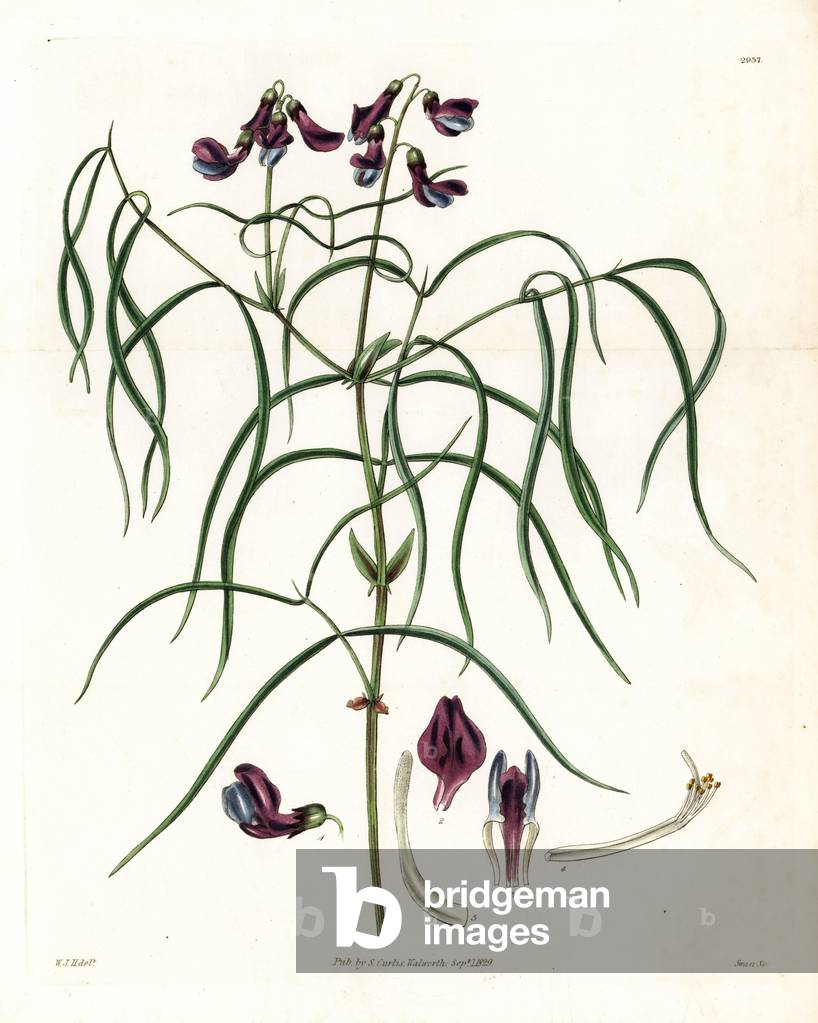 Large-stipulated orobus, Orobus stipulaceus. Handcoloured copperplate engraving by Swan after an illustration by William Jackson Hooker from Samuel Curtis's “” Botanical Magazine,”” London, 1829.