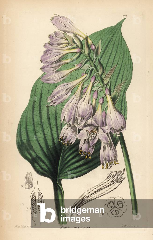 Hosta de Siebold - Siebold's hosta, Hosta sieboldiana (Siebold's funkia, Funkia sieboldiana). Handcoloured cop