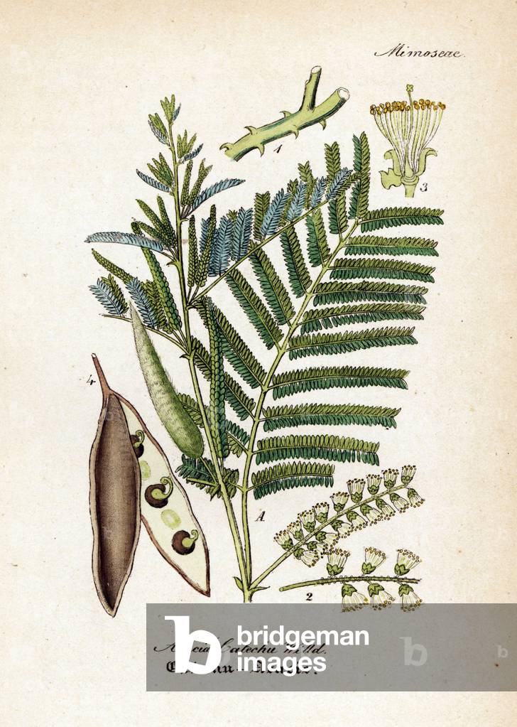 Black catechu, Acacia catechu. Handcoloured copperplate engraving from Dr. Willibald Artus' Hand-Atlas sammtlicher mediinisch-pharmaceutischer Gewachse, (Handbook of all medical-pharmaceutical plants), Jena, 1876.