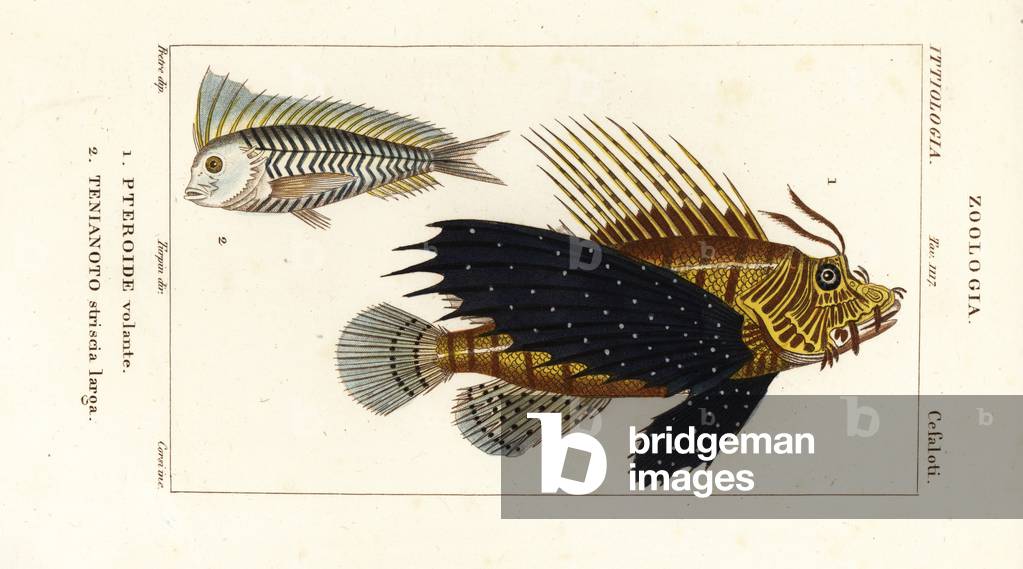 Red lionfish, Pterois volitans, Pteroide volante 1, and blue blanquillo, Taenianotus latovittatus, Tenianoto striata larga 2