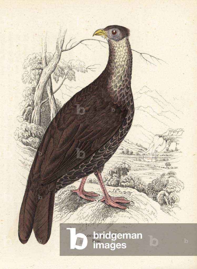 Crested fireback, Lophura ignita, female (Euplocomus ignitus). After an illustration by James Stewart. Handcoloured lithograph from Georg Friedrich Treitschke's Gallery of Natural History, Naturhistorischer Bildersaal des Thierreiches, Liepzig, 1840.