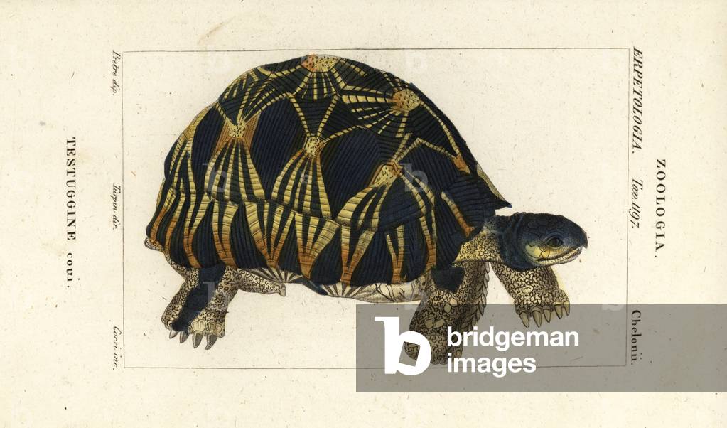 Radiated tortoise, Astrochelys radiata