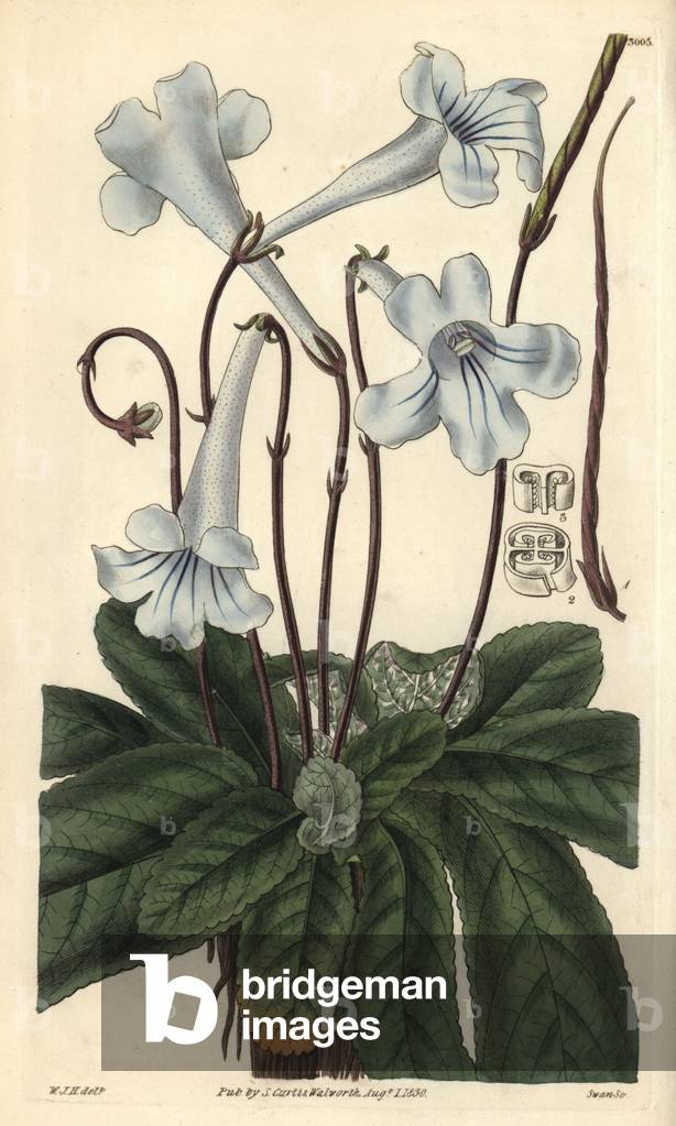 Didymocarpus rexii - Illustration by William Jackson Hooper (1785-1865), etched by Swan, for the botanical magazine of William Curtis, 1829