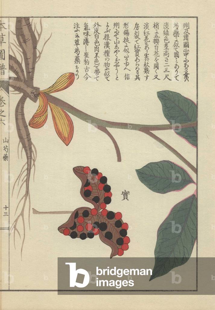 Roots, stem and leaves of the mountain peony. Paeonia obovata. Yama shakuyaku.