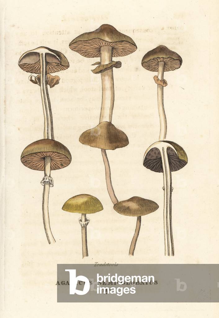Toadstools, Agaricus semi-globatus. Handcoloured copperplate engraving after an illustration by Richard Duppa from his The Clours and Orders of the Linnaean System of Botany, Longman, Hurst, London, 1816.