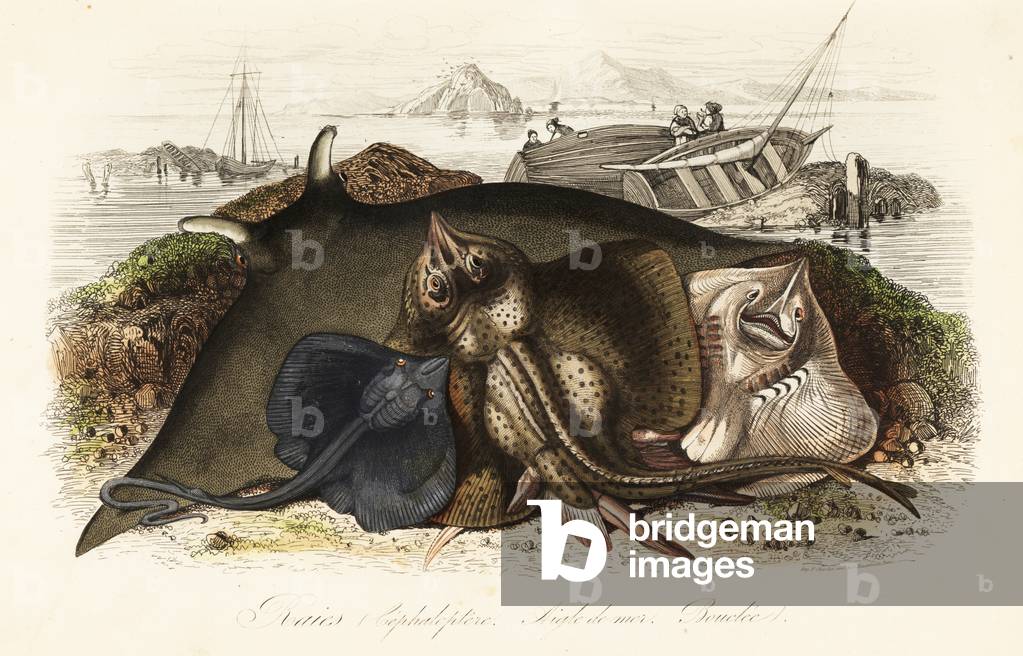 Giant oceanic manta ray, Mobula birostris, common eagle ray, Myliobatis aquila, and thornback ray, Raja clavata, on a beach with fishermen and boats behind