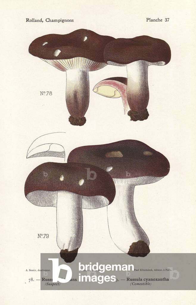 Blackening brittlegill, Russula nigricans, and charcoal burner, Russula cyanoxantha. Chromolithograph by Lassus after an illustration by A. Bessin from Leon Rolland's Guide to Mushrooms from France, Switzerland and Belgium, Atlas des Mushrooms, Paul Klincksieck, Paris, 1910.