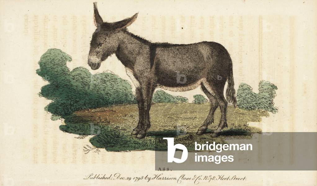 Asse or donkey, Equus africanus asinus. Handcoloured copperplate engraving from “” The Naturalist's Pocket Magazine,”” Harrison, London, 1798.