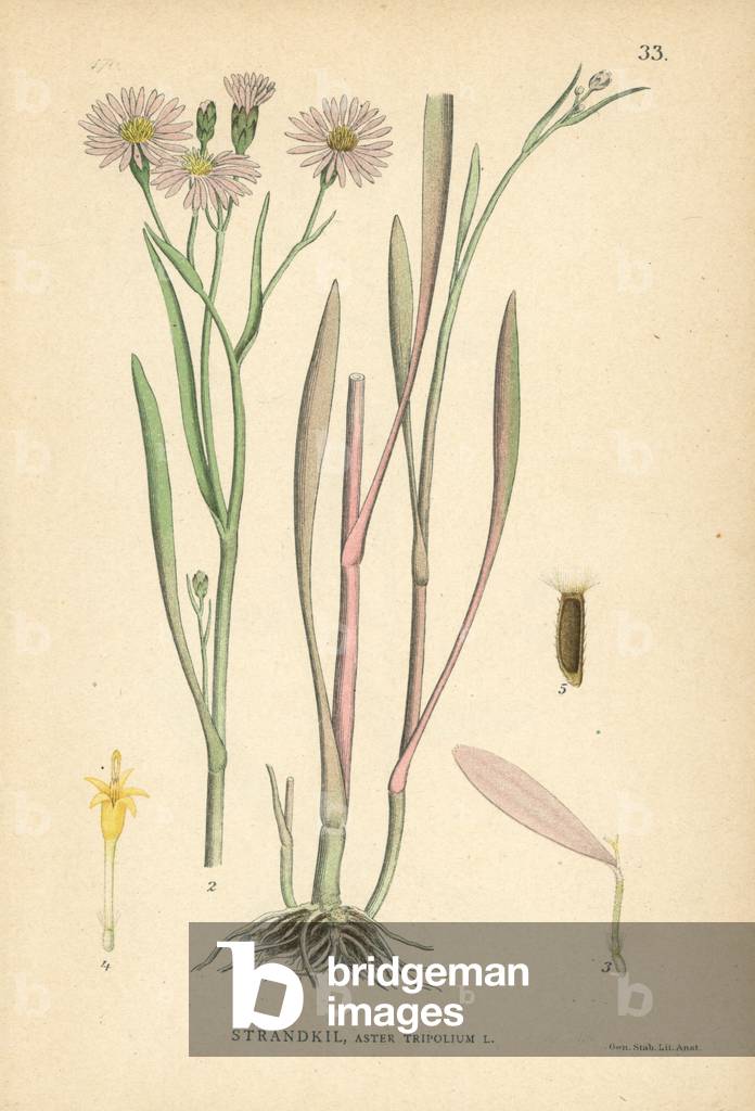 Sea aster, Aster tripolium