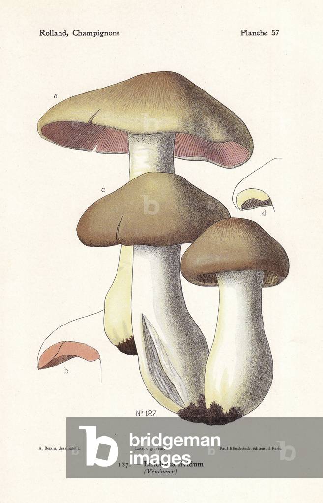 Livid entoloma or livid agaric, Entoloma sinuatum (Entoloma lividum). Chromolithograph by Lassus after an illustration by A. Bessin from Leon Rolland's Guide to Mushrooms from France, Switzerland and Belgium, Atlas des Mushrooms, Paul Klincksieck, Paris, 1910.