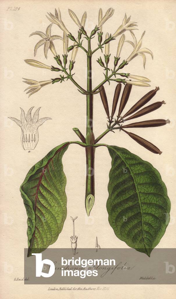 Quinquina (Cinchona oblongifolia) - Strong Water by William Clarke to illustrate “” Medical Botanical, Description of the Medicinal Plants of London, Edinburgh and Dublin” by John Stephenson and James Morss Churchill, published in London by John Churchill in 1831