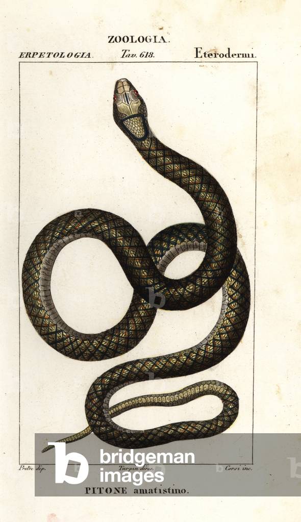 Amethystine python, Simalia amethistina