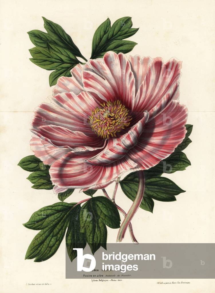 Ribboned peony of Flanders, hybrid, Paeonia moutan vittata, var. rubanee of Flanders. Handcoloured lithograph by L. Stroobant from Louis van Houtte and Charles Lemaire's Flowers of the Gardens and Hothouses of Europe, Flore des Serres et des Jardins de l'Europe, Ghent, Belgium, 1851.
