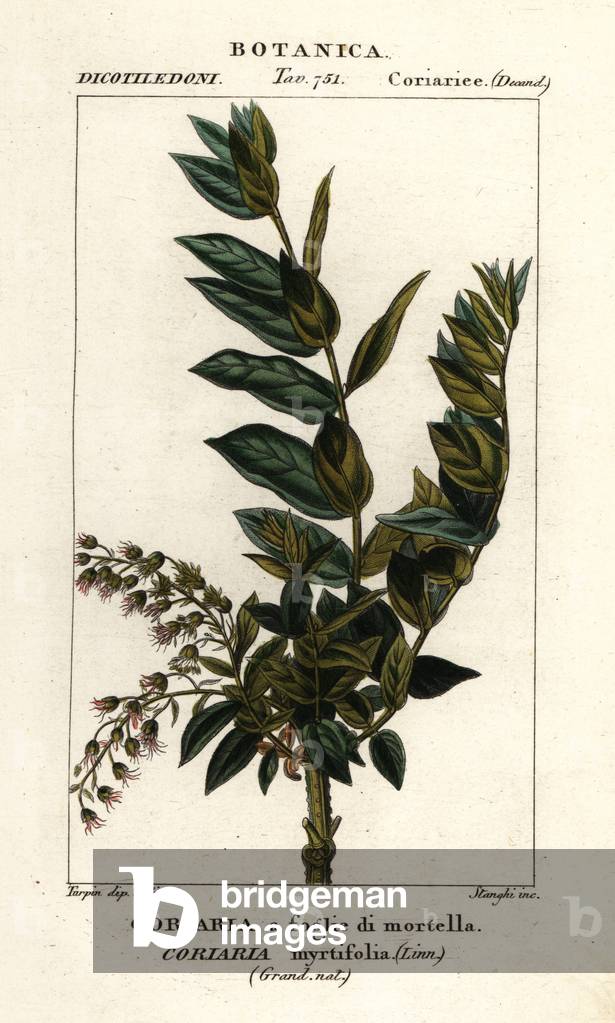 Redoul tree, Coriaria myrtifolia