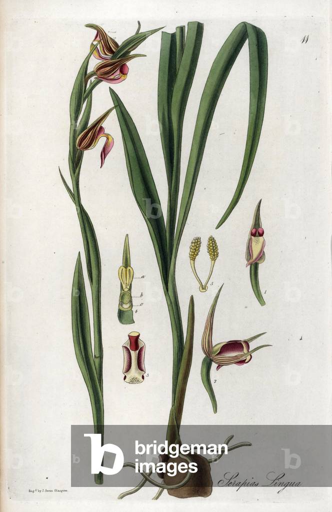 Orchid: tongue or tongue serapias or tongue elleborine - Lithography by J. Swan, from an illustration by William Jackson Hooker (1785-1865), extract from Flore Exotic, Scotland, 1823 - Tongue orchid or tongue-lipped serapias, Serapias lingua - Handcoloured copperplate engraving by J. Swan after a botanical illustration by W. J. Oker from his own “” Exotic Flora,”” Blackwood, Edinburgh, 1823