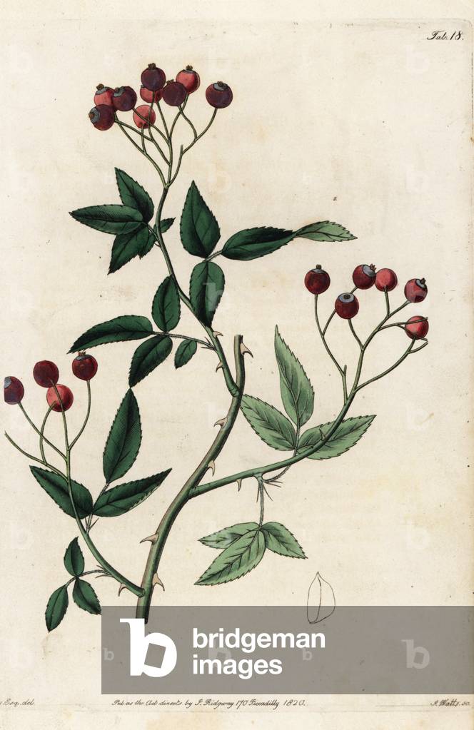Rosa microcarpa, Rosa cymosa var. cymosa, with crimson rosehips. Handcoloured copperplate engraved by Watts from an illustration by John Lindley from his own “Rosarum Monographia, or a Botanical History of Roses,” London, Ridgeway, 1820. Lindley (1799-1865) was an English botanist who specialized in roses and orchids. Lindley wrote and illustrated this monograph when just 22 years old. He went on to edit the “” Botanical Register”” from 1829 to 1847.