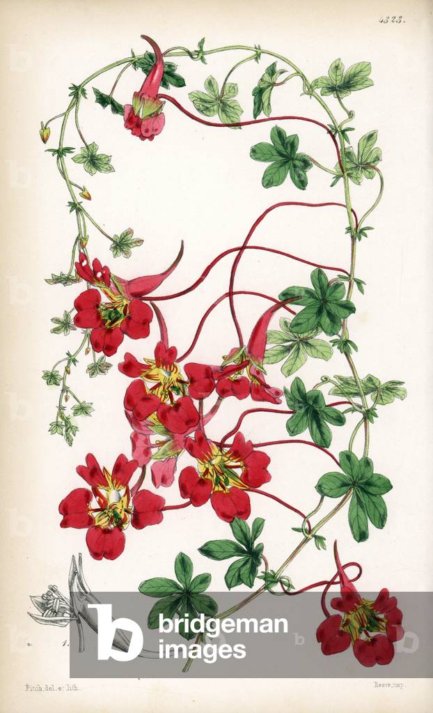 Capuchin elegante - Showy Indian cress, Tropaeolum speciosum. Handcoloured botanical illustration drawn and lithographed by Walter Fitch from Sir William Jackson Hooker's “Curtis's Botanical Magazine,” London, 1847.