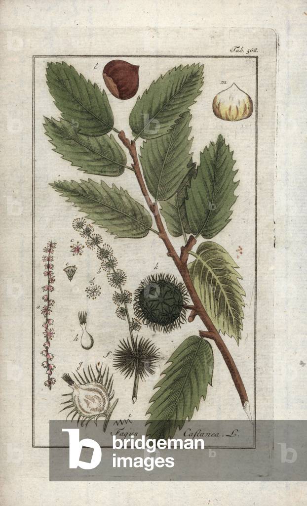 Chestnut (Castanea sativa). Lithograph from “Afbeelding der Artseny-Gewassen” by Johannes Zorn (1739-1799), The Netherlands, 1796 Sweet chestnut or brown, Castanea sativa. Handcoloured copperplate botanical engraving from J. Zorn's “Afbeelding der Artseny-Gewassen,” Amsterdam, 1796.