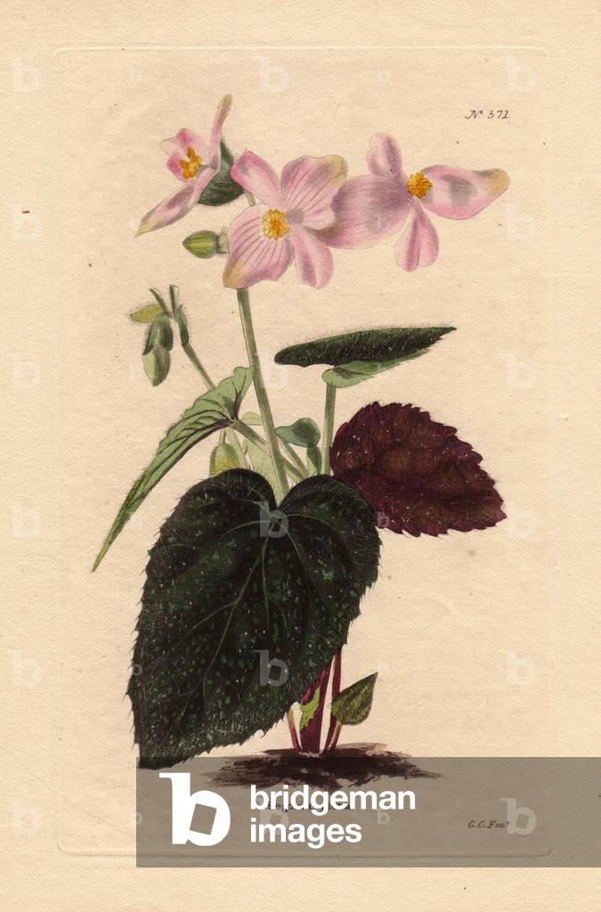 Begonia picta, has pale pink flowers with spotted leaves.