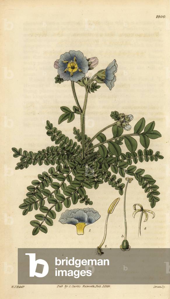 Dr. Richardson's polemonium, Polemonium richardsonii. Handcoloured copperplate engraving by Swan after an illustration by William Jackson Hooker from Samuel Curtis' Botanical Magazine, London, 1828.