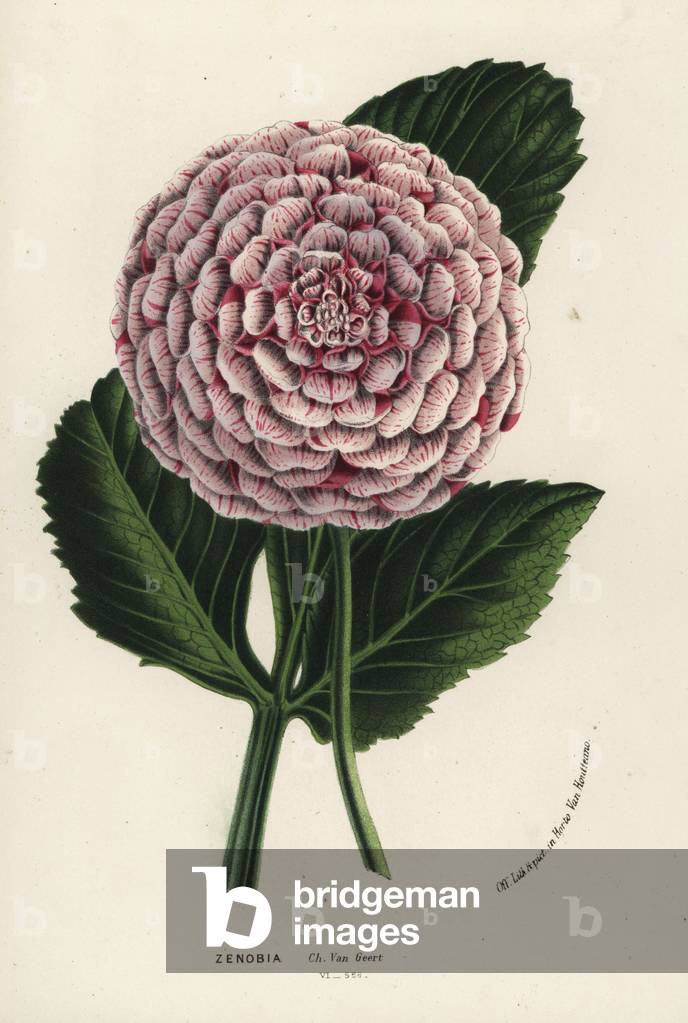 Zenobia dahlia hybrid, Dahlia coccinea. Handcoloured lithograph from Louis van Houtte and Charles Lemaire's Flowers of the Gardens and Hothouses of Europe, Flore des Serres et des Jardins de l'Europe, Ghent, Belgium, 1867-1868.