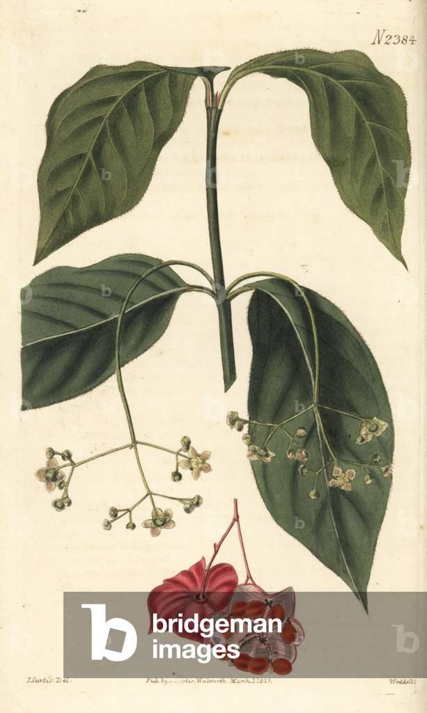 Broad-leaved spindle tree, Euonyms latifolius. Handcoloured copperplate engraving by Weddell after a botanical illustration by John Curtis from William Curtis' Botanical Magazine, Samuel Curtis, London, 1823.