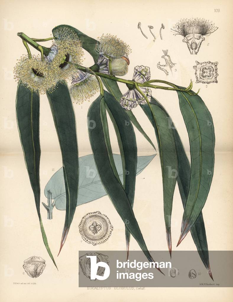 Image of Tasmanischer blauer Gummibaum Eukalyptus globulus Handkolorierte  Lithographie von Hanhart nach