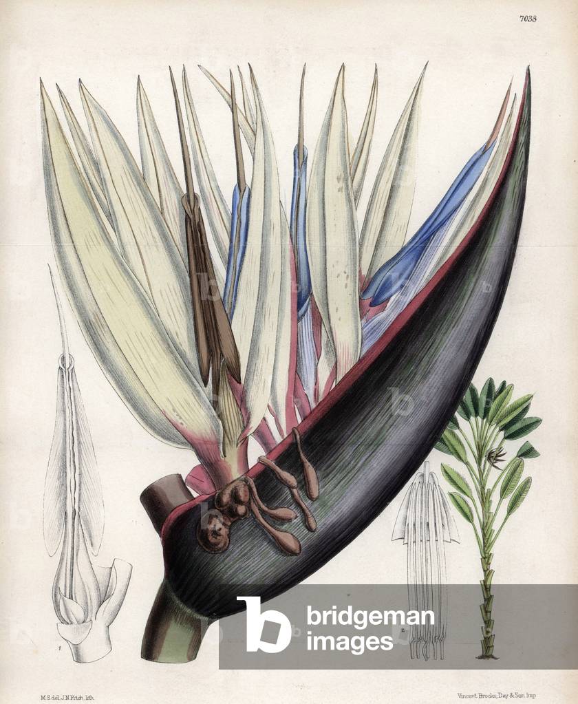 Strelitzia nicolai, flower bird of blue paradise, native to South Africa. Drawing by Matilda Smith (1854-1926), Lithography by J.N. Fitch in Curtis Botanical Magazine, by Joseph Dalton Hooker, published in London, England, by L. Reeve and Co, 1889.