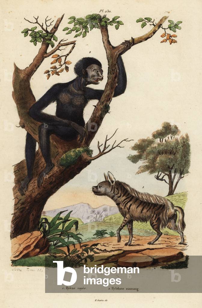 Striped hyena, Hyaena hyaena 1, and siamang, Symphalangus syndactylus, endangered 2