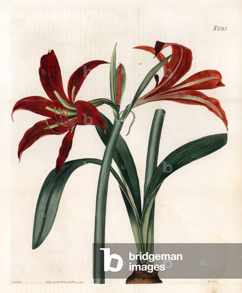 Amaryllis ou lili rouge - Barbados or Easter lily hybrid, Hippeastrum puniceum hybridum (Hybrid long-spathed knight's star lily, Hippeastrum spathaceum hybridum). Handcoloured copperplate engraving by Weddell after an illustration by John Curtis from Samuel Curtis's “” Botanical Magazine,”” London, 1822.