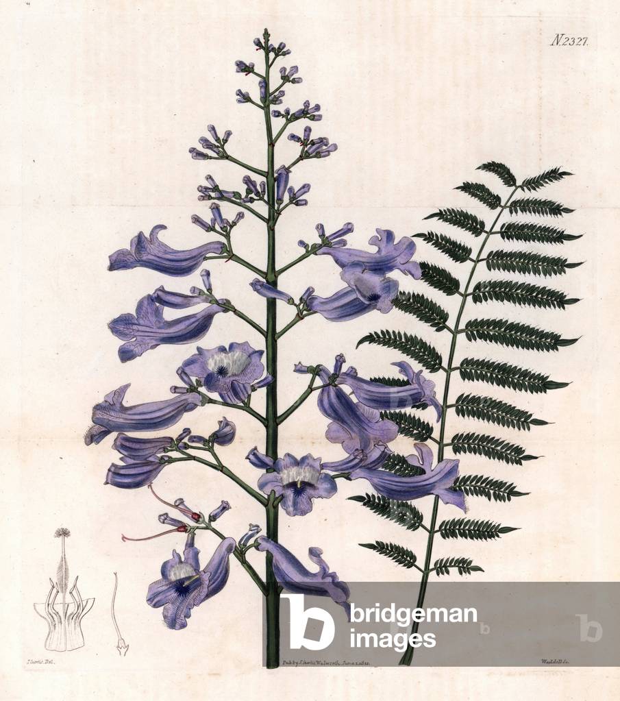 Flamboyant blue or oyster tree - Trinidad fern tree, Jacaranda mimosifolia (Oval leaved jacaranda, Jacaranda ovalifolia). Handcoloured copperplate engraving by Weddell after an illustration by John Curtis from Samuel Curtis's “” Botanical Magazine,”” London, 1822.