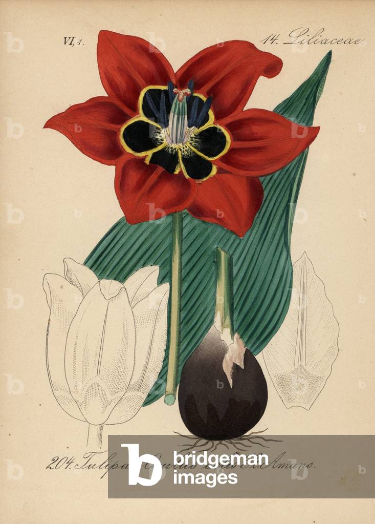 Tulip d'Agen - Eyed tulip, Tulipa agenensis (Tulipa oculus-solis St. Amano) - Handcoloured lithograph from Diederich von Schlechtendal's German Flora (Flora von Deutschland), Jena, 1871
